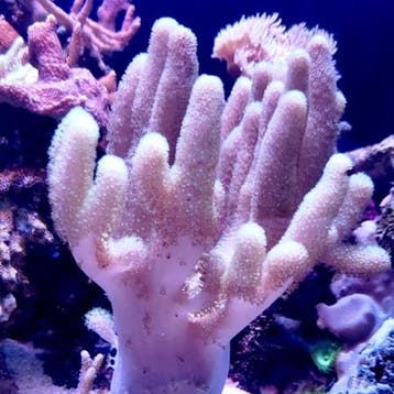 Sinularia asterolobata (Vingerleder Koraal) Roze / Groen S (, Animaux & Accessoires