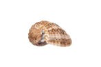 zeldzame harpschelp Taxidermie wandmontage - Harpa crenata -