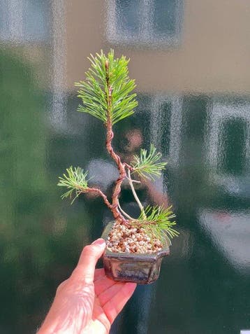 Bonsaï Pin (Pinus) - Hauteur (arbre) : 25 cm - Profondeur