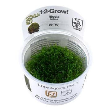 Tropica Riccia fluitans 1-2-grow! (medium), Dieren en Toebehoren, Vissen | Aquaria en Toebehoren, Verzenden, Nieuw