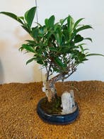 Bonsaï Figuier (Ficus) - Hauteur (arbre) : 31 cm -