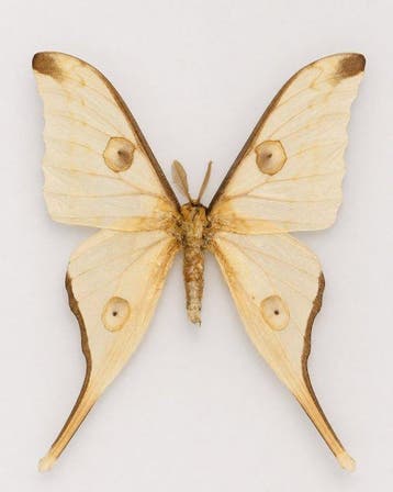 Vlinder Taxidermie wandmontage - Argema mittrei - 39 cm - 27