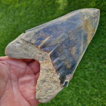 Megalodon Shark - Fossiele tand - megaselachus megalodon -