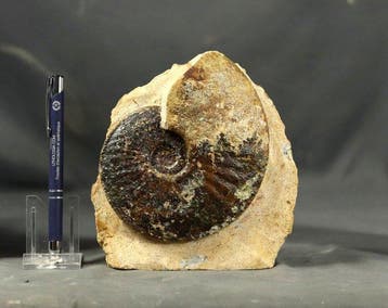 Fijn Jura-ammoniet - op steen - Gefossiliseerd dier -
