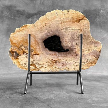 Magnifique tranche de bois pétrifié sur un socle