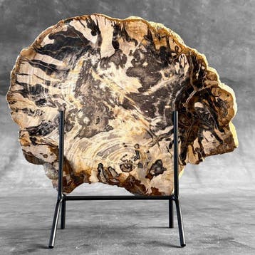 C- Prachtige grote plak versteend hout op een maatwerk