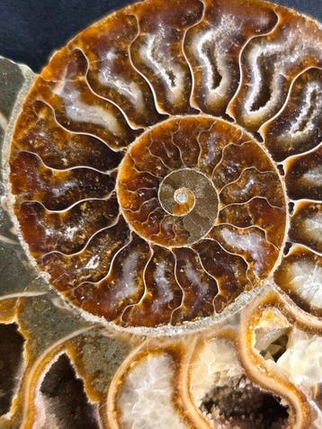 Ammoniet - Gefossiliseerd dier - Aioloceras (Cleoniceras)