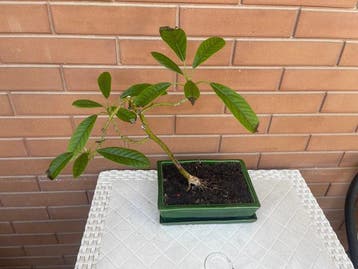 avocado - Hoogte (boom): 25 cm - Diepte (boom): 3 cm -