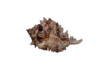 Verzamelobject: Murex-schelp „Pink“ (85 mm) –, Nieuw