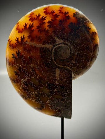 Belle ammonite translucide avec une couleur dorée peu