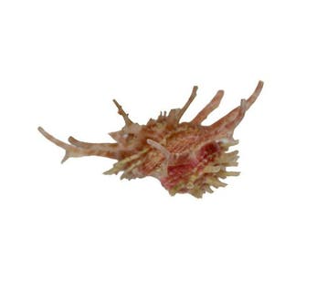 Angaria sphaerula (42mm) - Zeldzaam - Uitzonderlijke GEM, Verzamelen, Nieuw