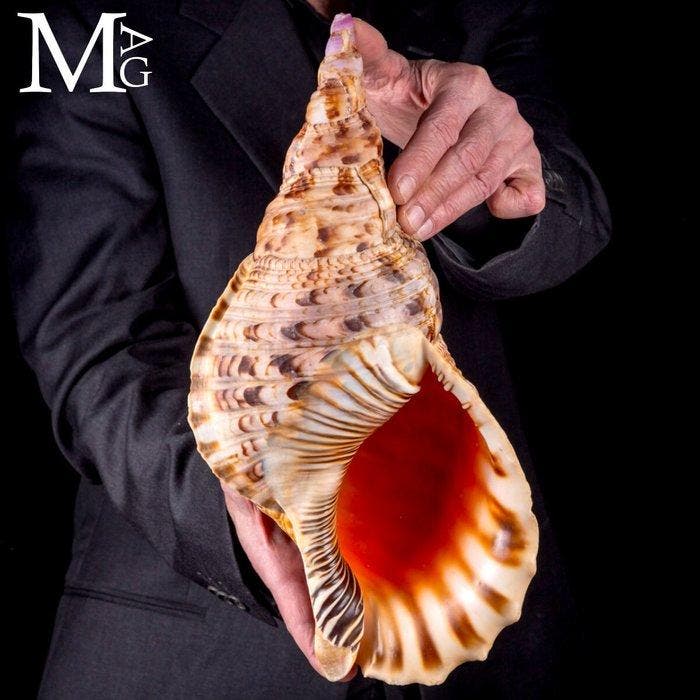 Charonia Tritonis – Géant Triton de Madagascar - Giant, Collections, Collections Animaux