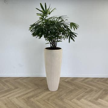 kamerplant met kunststof creme witte pot, Gebruikt, Bureau