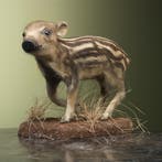 Wild Zwijn Jong Frisling Taxidermie Opgezette Dieren By Max, Ophalen of Verzenden, Opgezet dier