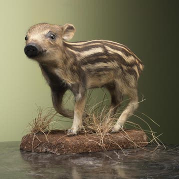 Wild Zwijn Jong Frisling Taxidermie Opgezette Dieren By Max, Ophalen of Verzenden, Nieuw, Wild dier, Opgezet dier