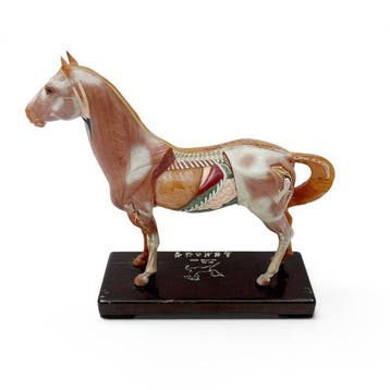 Anatomisch model - Plastic, Hout - 1970-1980 -, Antiek en Kunst