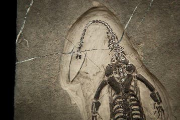 Zeereptiel - Fossiele matrix - Keichousaurus sp. - 23 cm -