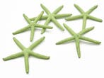 Zeester Starfish Appelgroen 10-15 cm 10 stuks, Nieuw