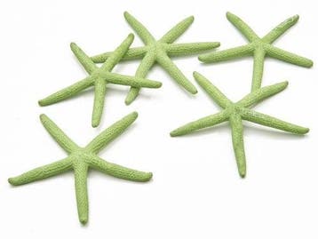 Zeester Starfish Appelgroen 10-15 cm 10 stuks, Nieuw