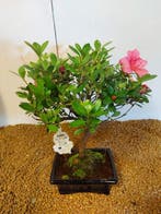 Azalea bonsai (Rhododendron) - Hoogte (boom): 28 cm - Diepte