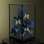 Vlinders in Vitrine Taxidermie Opgezette Dieren By Max, Ophalen of Verzenden, Opgezet dier
