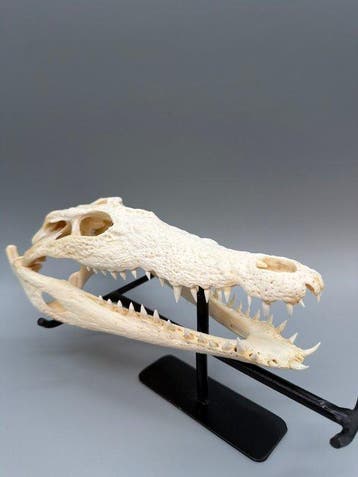 Nijlkrokodil Schedel - Crocodylus niloticus - 7 cm - 11 cm -, Antiek en Kunst