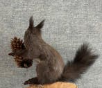 Red Squirrel - Taxidermie wandmontage - Sciurus vulgaris -, Nieuw