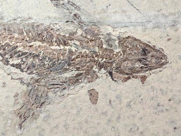 Zeldzaam - Gefossiliseerd dier - Yabeinosaurus tenuis - 37