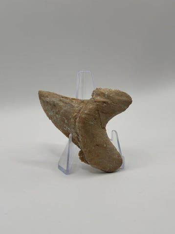 Haai - Fossiele tand - Otodus Sokolovi - 6.43 cm (Zonder, Verzamelen