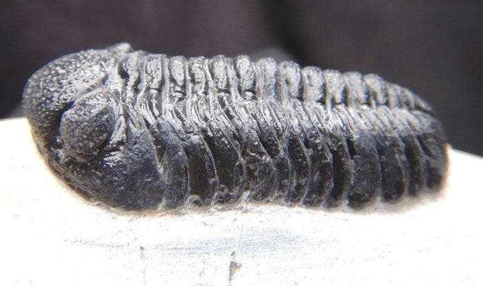 Fossiles - Animal fossilisé - Phacops - 6.5 cm (Sans prix de, Collections, Minéraux & Fossiles