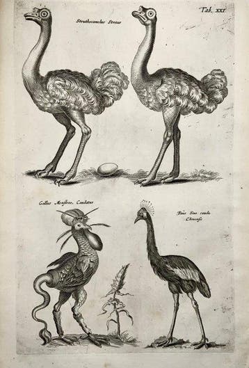 Matthäus Merian (b1593) - Folio - Birds: Gallus Monster,, Antiek en Kunst