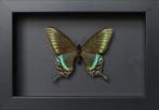 Papillon Support de corps entier pour taxidermie - Papilio, Antiquités & Art