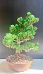 Den bonsai (Pinus) - Hoogte (boom): 50 cm - Diepte (boom):