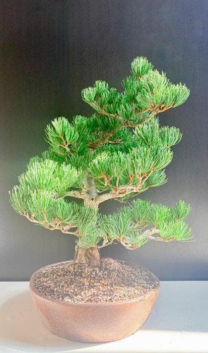Den bonsai (Pinus) - Hoogte (boom): 50 cm - Diepte (boom):, Antiquités & Art, Curiosités & Brocante