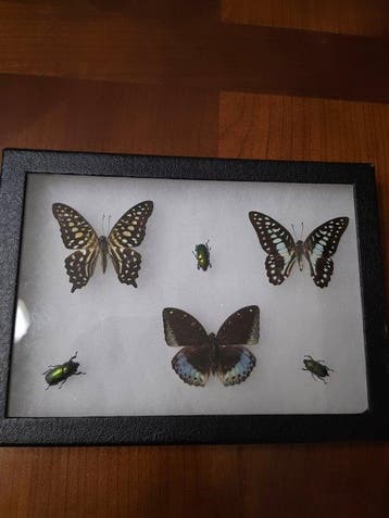Vlinder Taxidermie volledige montage - Espèces variés - 18.5