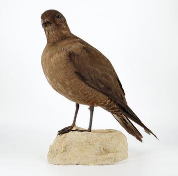 Labbo (donkere morf) Taxidermie volledige montage -