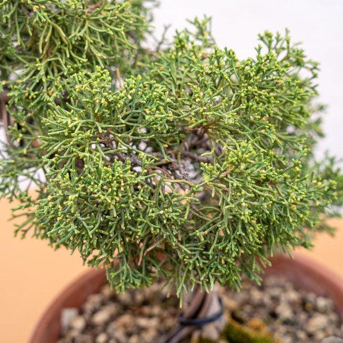 Jeneverbes bonsai (Juniperus) - Hoogte (boom): 30 cm -, Antiek en Kunst, Curiosa en Brocante