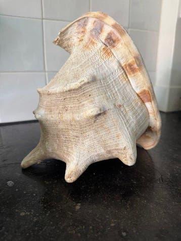 Gefossiliseerde schelp - 24 cm - 21 cm (Zonder minimumprijs), Nieuw