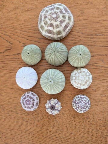 Oursin Coquillage marin - Tripneustes (Sans prix de réserve)