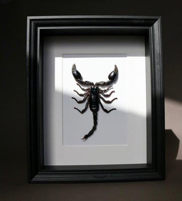 Zeeschorpioen Taxidermie volledige montage - Heterometrus sp, Antiek en Kunst
