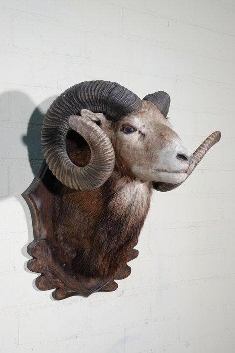 Large Mouflon head-mount Taxidermie wandmontage - Ovis a., Collections, Collections Animaux