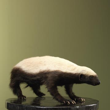 Honingdas Taxidermie Opgezette Dieren By Max, Ophalen of Verzenden, Nieuw, Wild dier, Opgezet dier