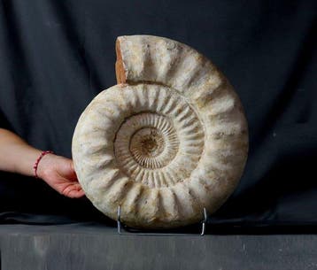 Grote decoratieve ammoniet - Gefossiliseerd dier -