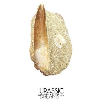 Grote Zarafasaura oceanis (Elasmosaur) Tand in natuurlijke