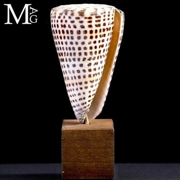 Conus Litteratus monté – Élégance sculptée par la mer –