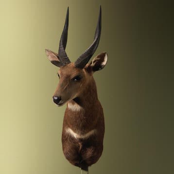 Bushbuck Taxidermie Opgezette Dieren By Max, Ophalen of Verzenden, Opgezet dier