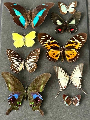 Kleurrijke collectie van 9 tropische vlinders in lijst -ex