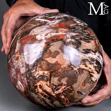 Sphère en bois pétrifié du Trias - Grande sphère polie, Collections
