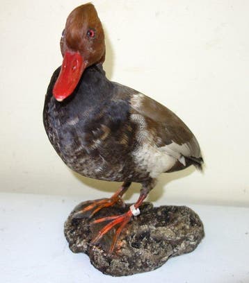 Roodkoppige eend Taxidermie volledige montage - Netta rufina
