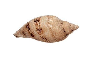 Prachtige voluut Taxidermie wandmontage - Cymbiola magnifica, Nieuw